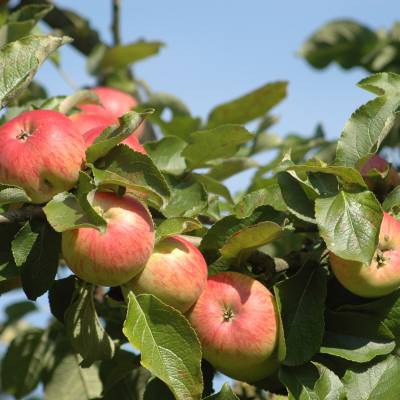 bild-apfelbaum-wamsler