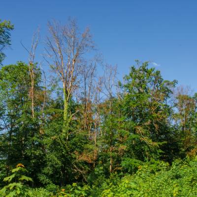 buchen-trockenstress-2