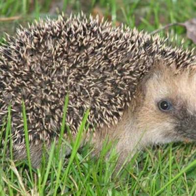 igel