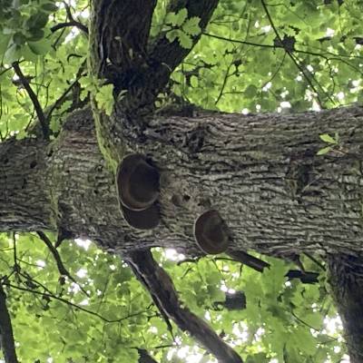 img1485-habitatbaum-woehr