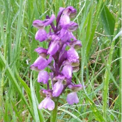 orchidee
