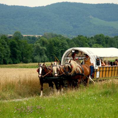 pferdewagen
