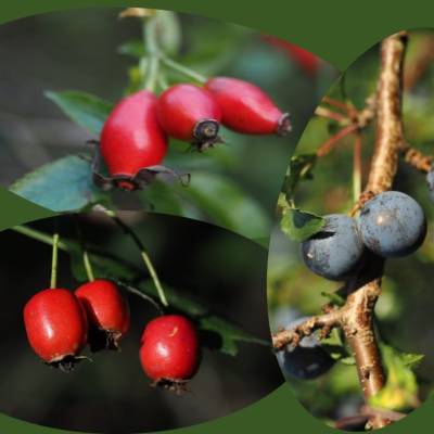 wildfruechte-bild1