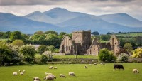 schafe-irland-8f69a076