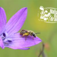 wildbiene-auf-glockenblume-mit-nnd-logonabuanette-marquardtb